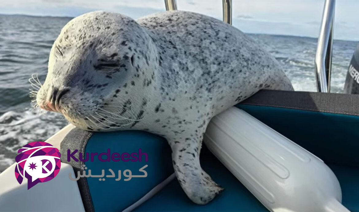ڕزگاریی سەرسوڕهێنەری فۆکێک لە دەستی نهنگە کوژەرەکان