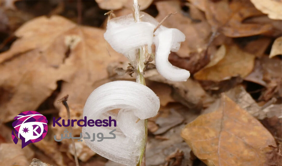 گۆڵەکانی سەهۆڵی؛ جوانییەکی کەم‌ماوە لە سەردەمی زستان
